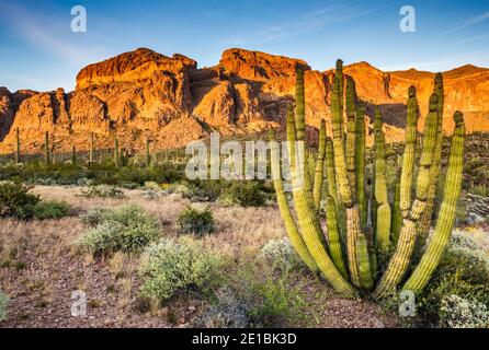 Orgelpfeifenkaktus, Ajo Range dahinter, Ajo Mountain Drive, bei Sonnenuntergang, Sonoran Desert, Organ Pipe Cactus National Monument, Arizona, USA Stockfoto