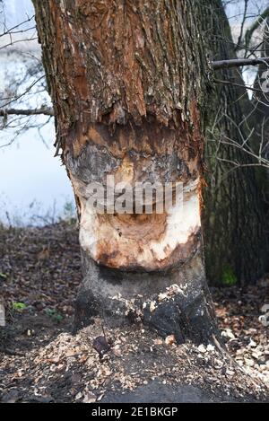 Ein Baum, der von Bibern im Herbst am See genagt wird. Stockfoto