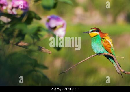 Schöner Paradiesvogel auf einem Zweig neben den Blumen Stockfoto