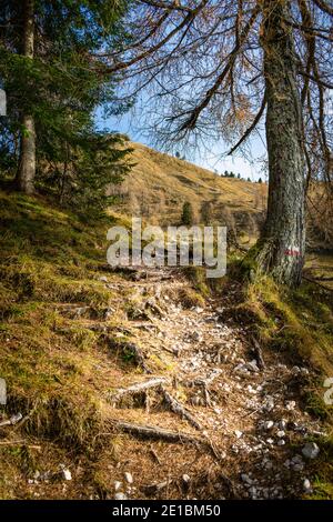 Detail der Berghang mit trockenem Gras und Tannenwald. Cesiomaggiore, Belluno, Italien Stockfoto