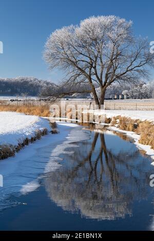 Ein Baum, der im Winter in einem Fluss reflektiert wird. Stockfoto