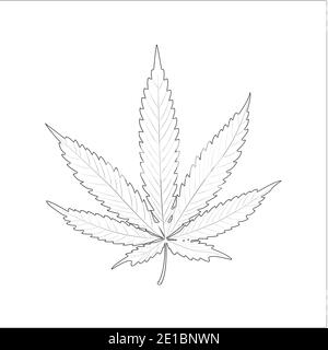 Marihuana Blatt Exkursion auf weißem Hintergrund. Anbau von medizinischem Cannabis Stockfoto