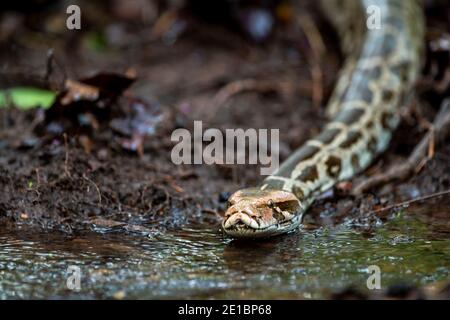Python molurus oder Indian Rock Python oder Black Tailed Python Nahaufnahme schwimmend im Wasserstrom am Wald von Zentral-indien Stockfoto