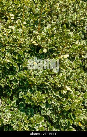 Griselinia littoralis 'Variegata' ein immergrüner Strauch, der oft zur Herstellung einer Hecke verwendet wird und allgemein als New Zealand Privet bekannt ist Stockfoto