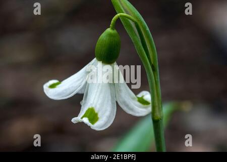 Schneeglöckchen (Galanthus plicatus) 'Trym' eine winterfrühlingsblühende Pflanze mit einem weißen Grün Frühlingsblume, die im Januar und Februar Stock ph öffnet Stockfoto