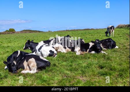 Holstein friesische Kühe schlafen auf einem Milchviehweidefeld mit blauem Himmel und Kopieplatz, Stock Foto Bild Stockfoto