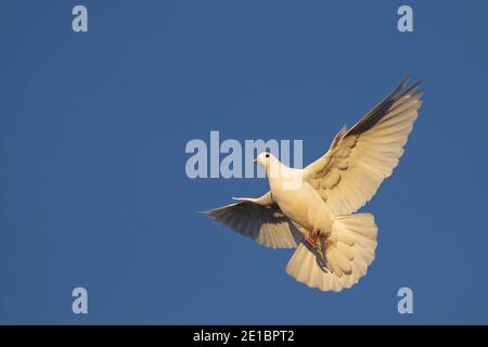 Weiße Taube, die ihre Flügel schön ausbreitet, fliegt auf dem Blau Himmel Stockfoto