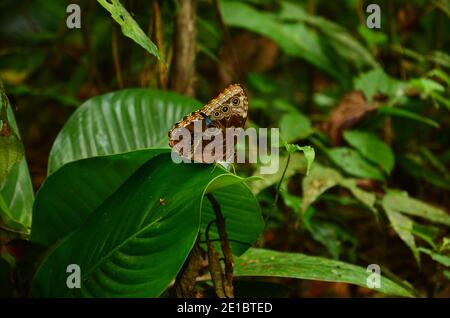 Schöner Schmetterling sitzt auf einem Urlaub im Regenwald Stockfoto