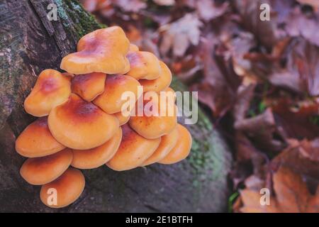 Gruppe von Flammulina velutipes, essbare Pilze, die auf einem Baumstamm wachsen. Rot und Orange. Speicherplatz kopieren. Stockfoto