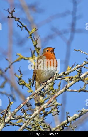 Erwachsener Robin, Erithacus rubecula, bewacht sein Territorium von hoch oben in einem Baum Stockfoto