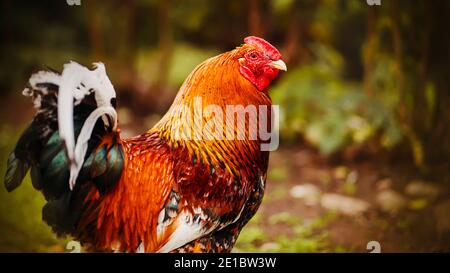 Ein Haushund mit leuchtend rotem Gefieder steht stolz in der Mitte des Laubs. Viehzucht. Stockfoto