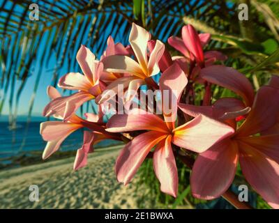 Wunderschöne Blume am Strand neben der Palme Stockfoto