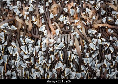 Tausende von Gänsedaunen (Pollicipes pollicipes), die an einem großen Stück Holz befestigt sind, das am Strand von East Worthing, West Sussex, Großbritannien, ausgewaschen wurde Stockfoto