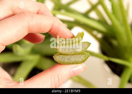 Schneiden Sie Stücke von Aloe Vera Blatt. Hausgemachtes medizinisches Aloe-Gel. Stockfoto