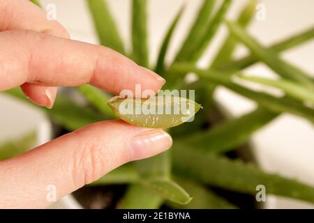 Schneiden Sie Stücke von Aloe Vera Blatt. Hausgemachtes medizinisches Aloe-Gel. Stockfoto