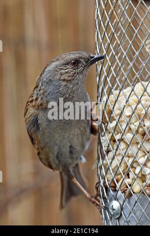 Dunnock, Wissenschaftlicher Name Prunella modularis, auf Vogelfutterstelle in Cotswold Garden, UK Stockfoto
