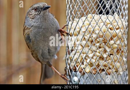 Dunnock, Wissenschaftlicher Name Prunella modularis, auf Vogelfutterstelle in Cotswold Garden, UK Stockfoto