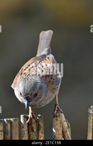 Dunnock, Wissenschaftlicher Name Prunella modularis, in Cotswold Garden, Großbritannien Stockfoto