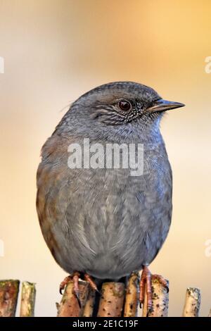 Dunnock, Wissenschaftlicher Name Prunella modularis, in Cotswold Garden, Großbritannien Stockfoto