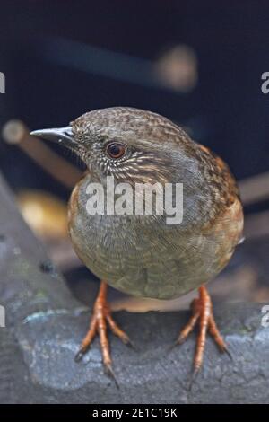 Dunnock, Wissenschaftlicher Name Prunella modularis, in Cotswold Garden, Großbritannien Stockfoto