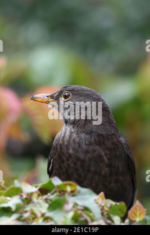 Erwachsene weibliche Amsel (lateinischer Name Turdus Merula) in Cotswold Garden, Großbritannien Stockfoto