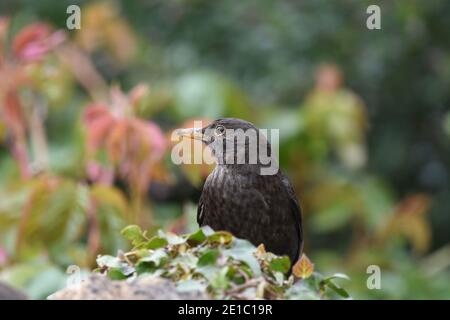 Erwachsene weibliche Amsel (lateinischer Name Turdus Merula) in Cotswold Garden, Großbritannien Stockfoto