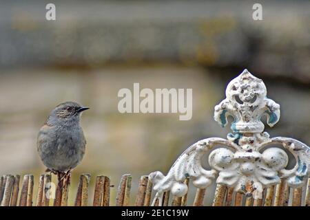 Dunnock, Wissenschaftlicher Name Prunella modularis, in Cotswold Garden, Großbritannien Stockfoto