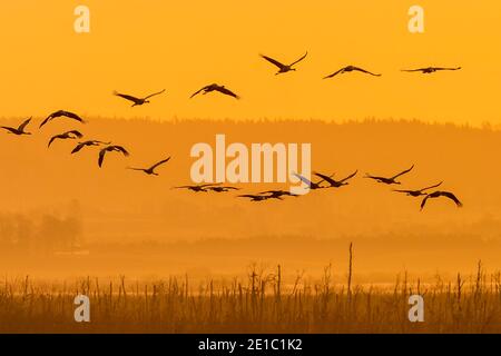 Schar von Kranichen, die im Morgengrauen über einem See fliegen Stockfoto