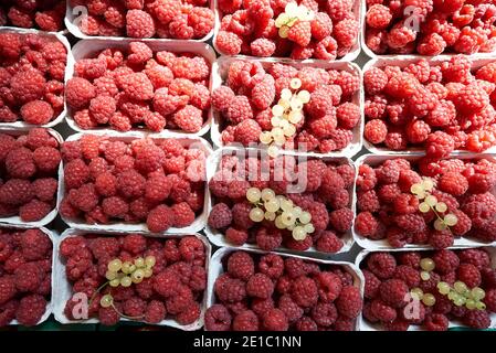 Viele reife leckere Himbeeren in kleinen Papierbehältern vorbereitet Verkauf Stockfoto