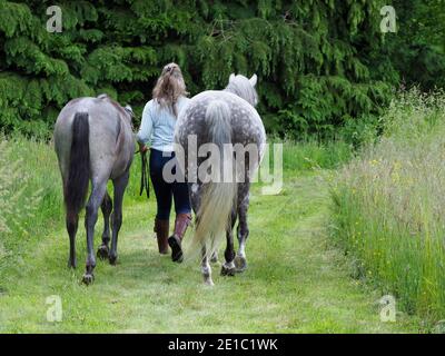 Zwei junge Pferde werden von einem Handler von der Kamera weggeführt. Stockfoto