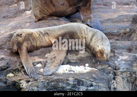 Südamerikanische Robbe (Otaria flavescens) auf der Seelöweninsel, ushuaia, Argentinien. Stockfoto