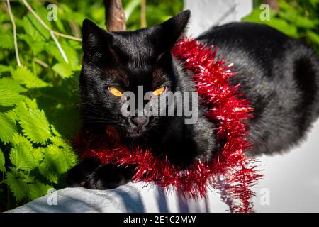 Schwarze Katze mit rotem weihnachtlichen Lametta, die im Garten Sonne fängt. Stockfoto