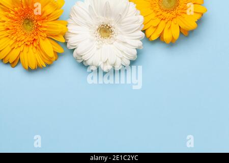 Bunte Gerbera Blumen auf blauem Hintergrund. Draufsicht flach liegend mit Kopierplatz Stockfoto