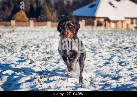 Cesky fousek springt durch schneebedecktes Feld. Der fokussierte Blick des jungen böhmischen Drahtes, als sie für seine Beute sprintet. Barbu tcheck sucht nach dem richtigen le Stockfoto