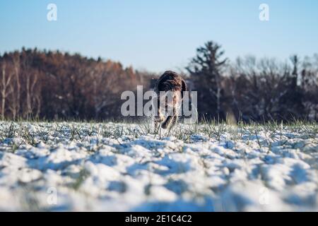 Cesky fousek läuft durch ein schneebedecktes Feld. Fokussierter Blick eines jungen böhmischen Drahtes, als sie auf seine Beute sprintet. Rough-coated Bohemian Pointer is looking f Stockfoto