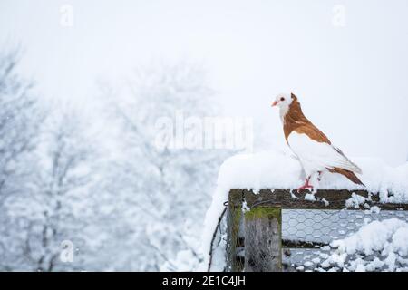 Österreichische Ganselkröpfer, eine bedrohte Pouter (Cropper) Taube Rasse aus Österreich, im Schnee Stockfoto