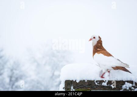 Österreichische Ganselkröpfer, eine bedrohte Pouter (Cropper) Taube Rasse aus Österreich, im Schnee Stockfoto