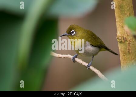 Sri Lanka white-eye - Zosterops ceylonensis, schöne kleine Sitzvogel endemisch in Sri Lanka Wälder und Wälder, Sri Lanka. Stockfoto