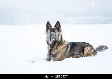 Langhaarige Schäferhund Hündin (Elsässer) in der liegen Schnee Stockfoto
