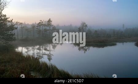 Moorsee, neblige Moorlandschaft mit Sumpfkiefern und traditioneller Moorvegetation, verschwommener Hintergrund, Nebel im Moor, Dämmerung, Dikli, Madiesenu Moor, Lettland Stockfoto