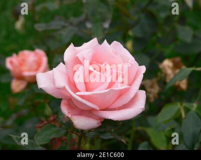 Rosen blühen im Garten Stockfoto