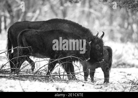 04. Januar 2021, Brandenburg, Dallgow-Döberitz: Seit 10 Jahren leben Bisons weitgehend ungestört von Menschen in einer speziell etablierten Wildniskernzone der Naturlandschaft Döberitzer Heide. Foto: Ingolf König-Jablonski/dpa-Zentralbild/ZB Stockfoto