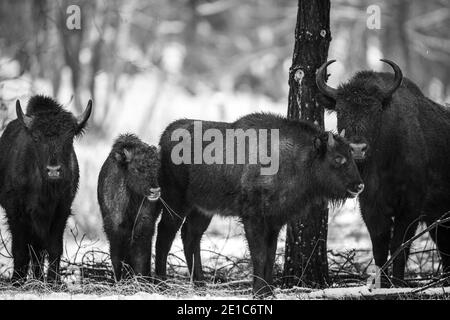 04. Januar 2021, Brandenburg, Dallgow-Döberitz: Seit 10 Jahren leben Bisons weitgehend ungestört von Menschen in einer speziell etablierten Wildniskernzone der Naturlandschaft Döberitzer Heide. Foto: Ingolf König-Jablonski/dpa-Zentralbild/ZB Stockfoto