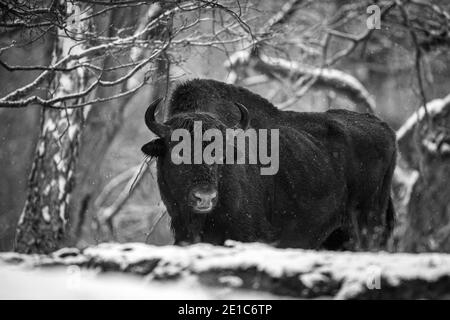 04. Januar 2021, Brandenburg, Dallgow-Döberitz: Seit 10 Jahren leben Bisons weitgehend ungestört von Menschen in einer speziell etablierten Wildniskernzone der Naturlandschaft Döberitzer Heide. Foto: Ingolf König-Jablonski/dpa-Zentralbild/ZB Stockfoto