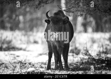 04. Januar 2021, Brandenburg, Dallgow-Döberitz: Seit 10 Jahren leben Bisons weitgehend ungestört von Menschen in einer speziell etablierten Wildniskernzone der Naturlandschaft Döberitzer Heide. Foto: Ingolf König-Jablonski/dpa-Zentralbild/ZB Stockfoto