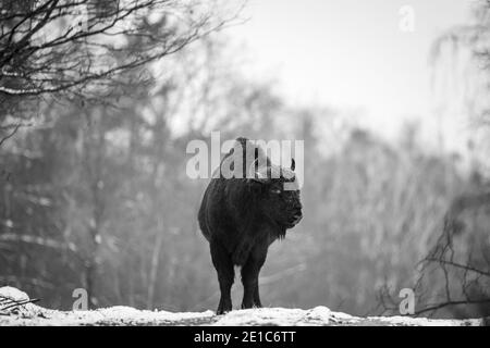 04. Januar 2021, Brandenburg, Dallgow-Döberitz: Seit 10 Jahren leben Bisons weitgehend ungestört von Menschen in einer speziell etablierten Wildniskernzone der Naturlandschaft Döberitzer Heide. Foto: Ingolf König-Jablonski/dpa-Zentralbild/ZB Stockfoto