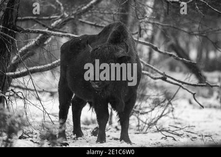 04. Januar 2021, Brandenburg, Dallgow-Döberitz: Seit 10 Jahren leben Bisons weitgehend ungestört von Menschen in einer speziell etablierten Wildniskernzone der Naturlandschaft Döberitzer Heide. Foto: Ingolf König-Jablonski/dpa-Zentralbild/ZB Stockfoto