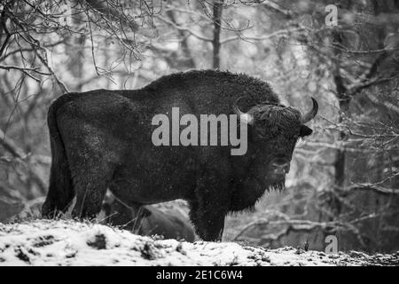 04. Januar 2021, Brandenburg, Dallgow-Döberitz: Seit 10 Jahren leben Bisons weitgehend ungestört von Menschen in einer speziell etablierten Wildniskernzone der Naturlandschaft Döberitzer Heide. Foto: Ingolf König-Jablonski/dpa-Zentralbild/ZB Stockfoto