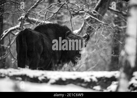 04. Januar 2021, Brandenburg, Dallgow-Döberitz: Seit 10 Jahren leben Bisons weitgehend ungestört von Menschen in einer speziell etablierten Wildniskernzone der Naturlandschaft Döberitzer Heide. Foto: Ingolf König-Jablonski/dpa-Zentralbild/ZB Stockfoto