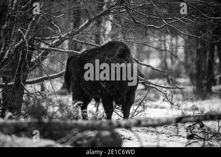 04. Januar 2021, Brandenburg, Dallgow-Döberitz: Seit 10 Jahren leben Bisons weitgehend ungestört von Menschen in einer speziell etablierten Wildniskernzone der Naturlandschaft Döberitzer Heide. Foto: Ingolf König-Jablonski/dpa-Zentralbild/ZB Stockfoto